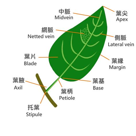 構樹葉子形狀